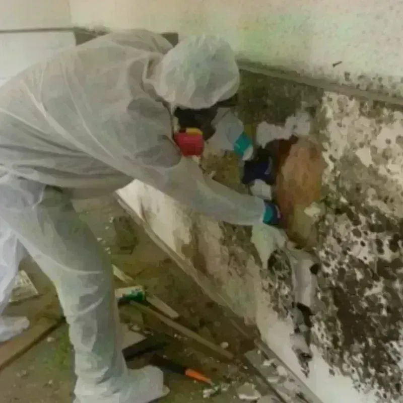 Mold Remediation and Removal in McDonald, PA